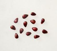 Aldenham Purple æblekerner